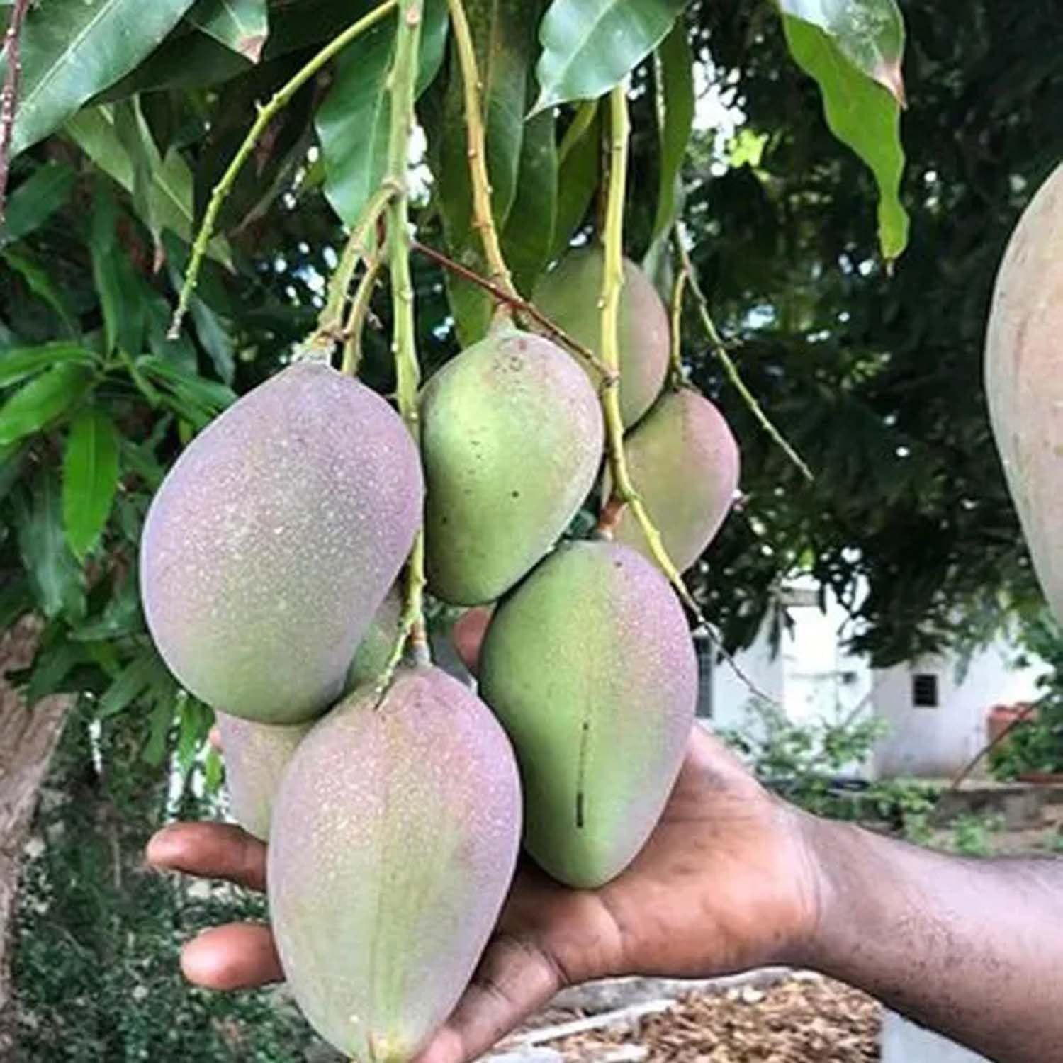 Mango Nelam Variety Grafted Aam Fruit Plants & Tree(1.5-3 Feet Size) - Tapobon