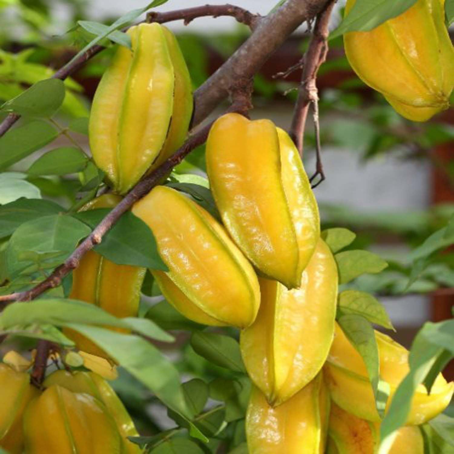 Star Fruit Thai Sweet Carambola Kamranga Amrak variety Grafted Fruit Plants & Tree(1.5-3 Feet Size) - Tapobon