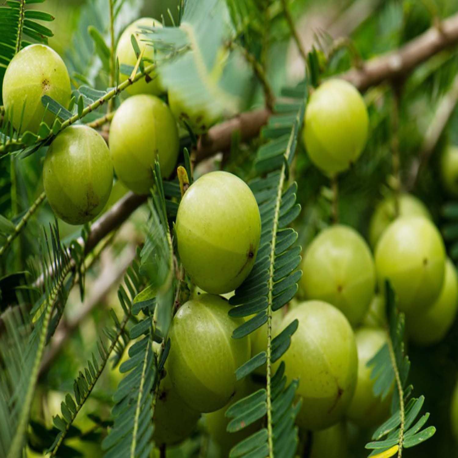 Gooseberries Green Amla Variety Amlaki Fruit Grafted Plants & Tree(1.5-3 Feet Size) - Tapobon