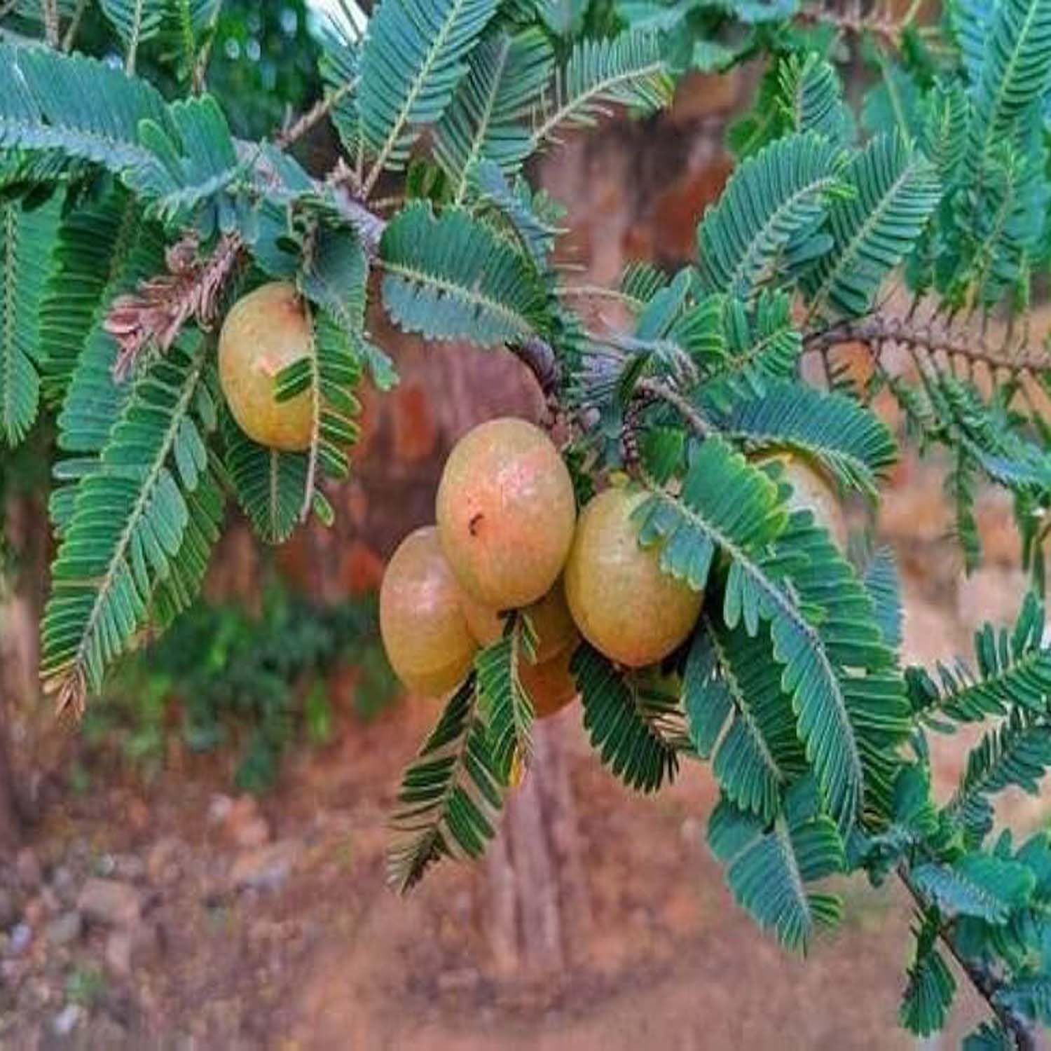 Gooseberries Thai Red Amla Variety Amlaki Fruit Grafted Plants & Tree(1.5-3 Feet Size) - Tapobon