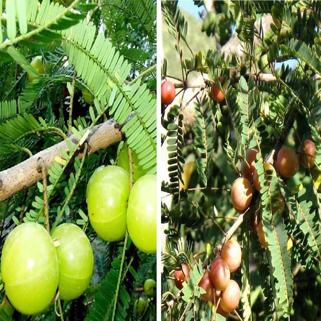 Combo Gooseberries Sweet Banaras & Thai Red Amla Variety Amlaki Fruit Grafted Plants & Tree(1.5-3 Feet Size) (Pack of 2) - Tapobon