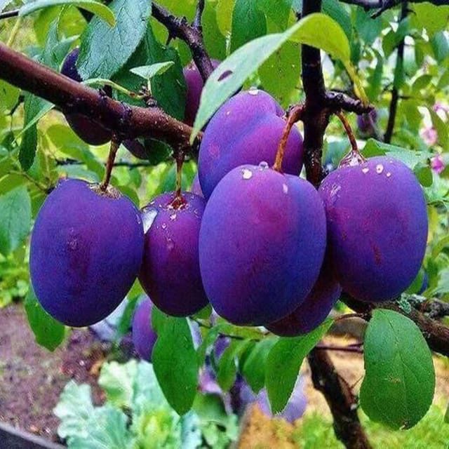 Plum Satluj Purple Aloo Bukhara Variety Fruit (Air Layering/Grafted) Plants & Tree(1.5-3 Feet Size) - Tapobon