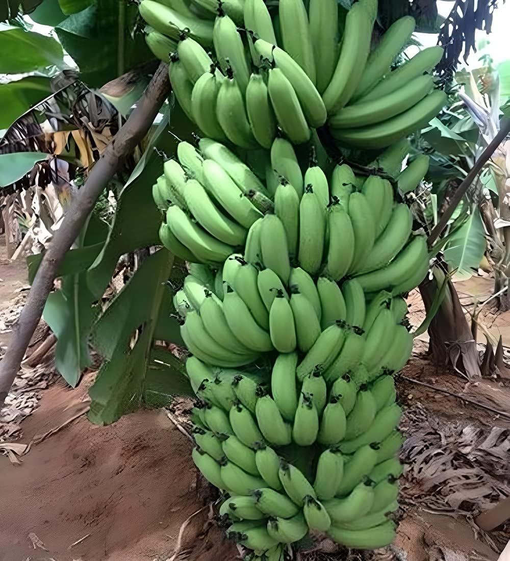 Grand Naine G9 Variety Banana Tissue Caltured Fruit Plants & Tree(1-2 Feet Size) - Tapobon