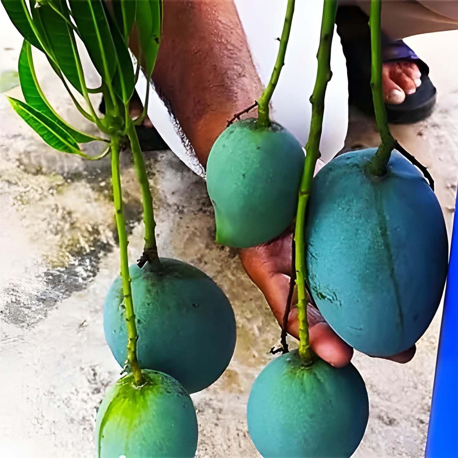 Mango Kalapadi Variety Grafted Aam Fruit Plants & Tree(1.5-3 Feet Size) - Tapobon