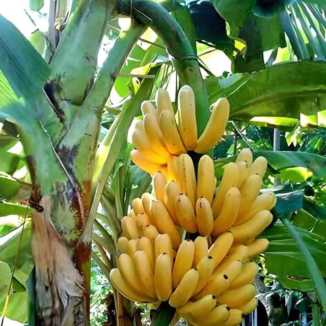 Singapuri Variety Banana Tissue Caltured Fruit Plants & Tree(1-2 Feet Size) - Tapobon