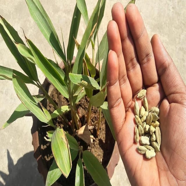 Elaichi Cardamom Spice Plants & Tree(1-2 Feet Size) - Tapobon