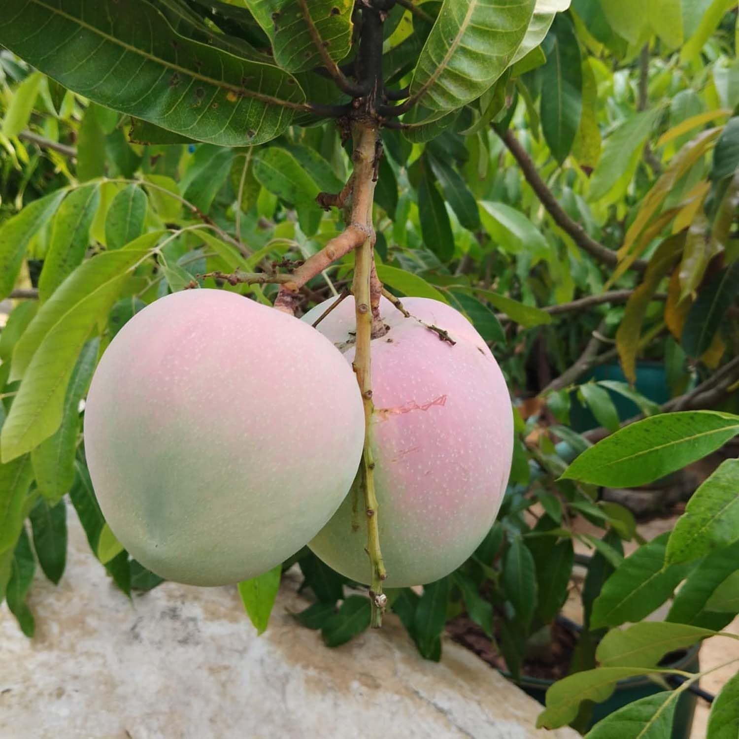 Mango R2E2 Variety Grafted Aam Fruit Plants & Tree(1.5-3 Feet Size) - Tapobon