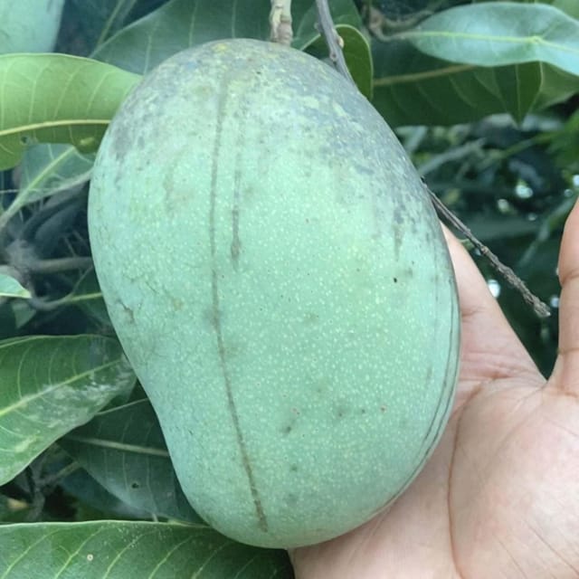 Mango Mallika Variety Grafted Aam Fruit Plants & Tree(1.5-3 Feet Size) - Tapobon