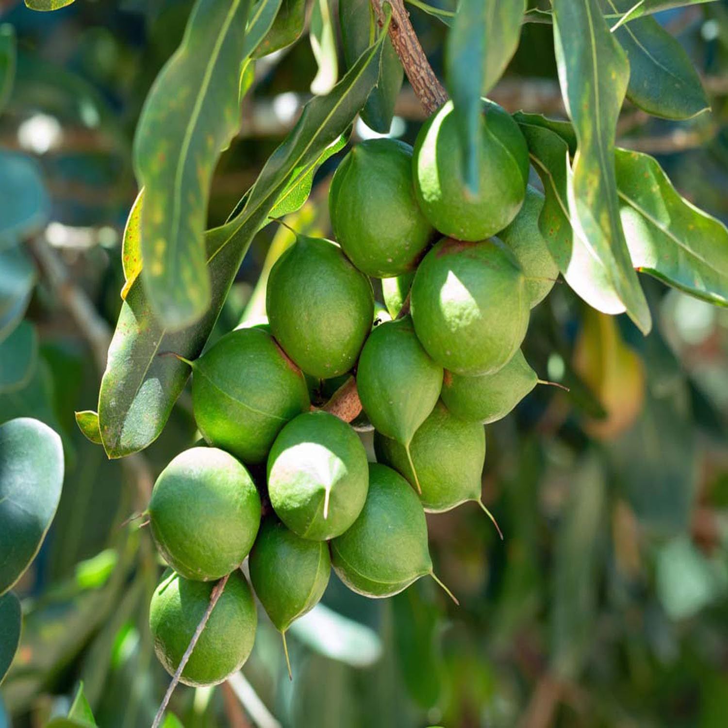 Macadamia Nut Variety Fruit Plants & Tree(1-2 Feet Size) - Tapobon