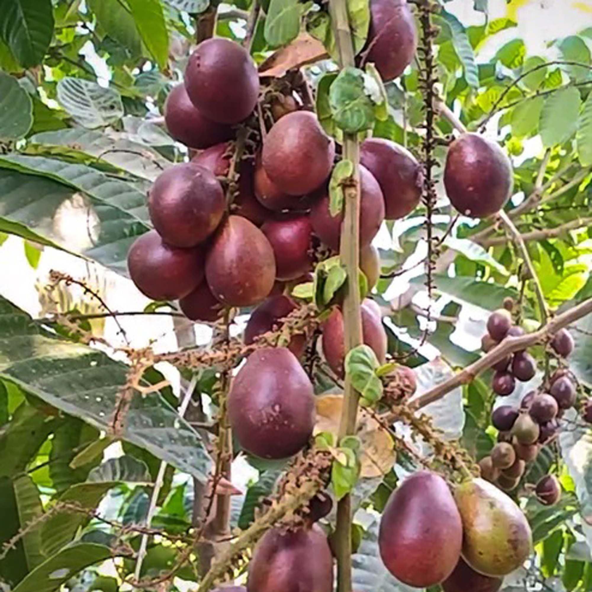 Matoa Purple Variety Fruit Plants & Tree(1-3 Feet Size) - Tapobon