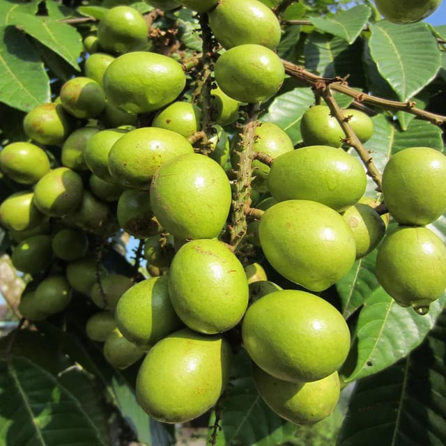 Matoa Green Variety Fruit Plants & Tree(1-3 Feet Size) - Tapobon