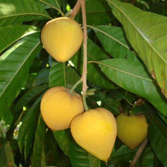 Egg Fruits Plant Plant Variety Fruit Plants & Tree(1.5-3 Feet Size) - Tapobon