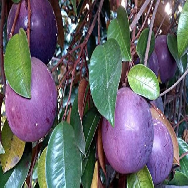 Milk Fruit Variety Plants & Tree(1.5-3 Feet Size) - Tapobon