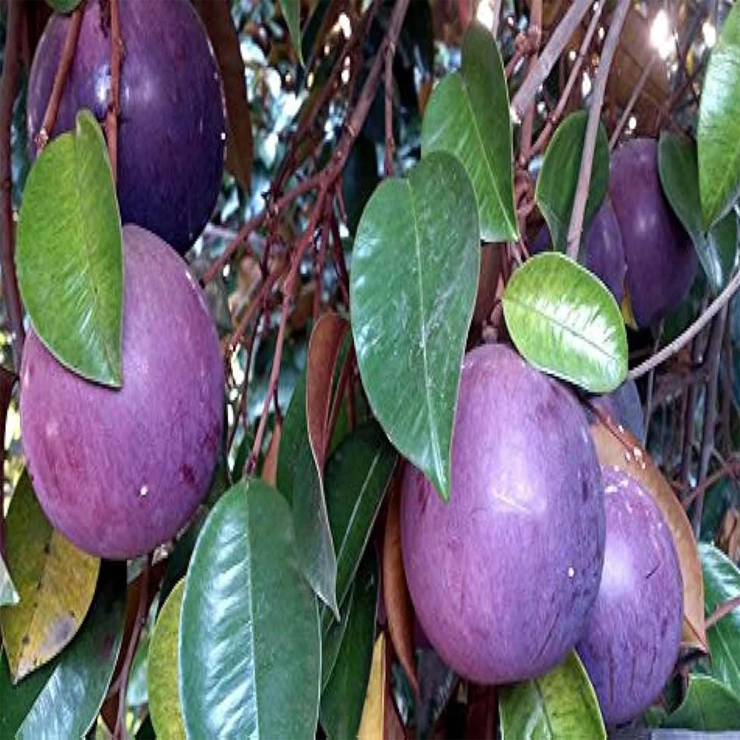 Milk Fruit Variety Plants & Tree(1.5-3 Feet Size) - Tapobon