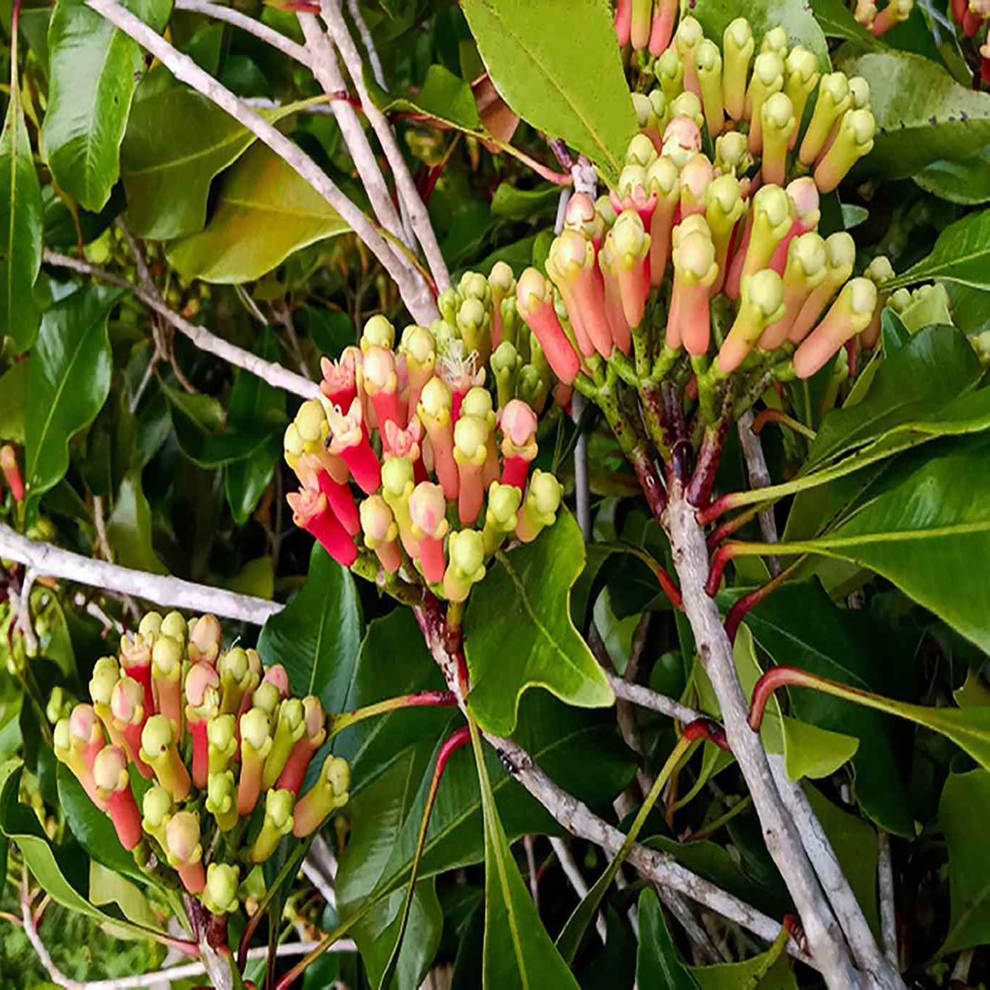 Lavanga Clove Spice Plants & Tree(1-3 Feet Size) - Tapobon