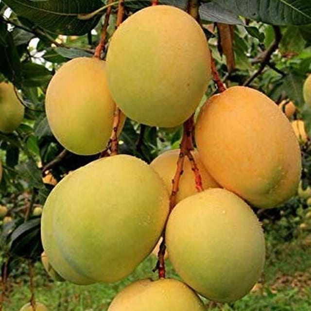 Mango Alphonso Hapus Ratnagiri Variety Grafted Aam Fruit Plants & Tree(1.5-3 Feet Size) - Tapobon