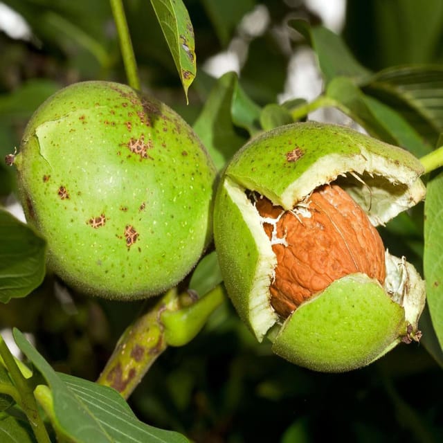 Walnuts Akhrot Variety Fruit Grafted Plants & Tree(1.5-3 Feet Size) - Tapobon