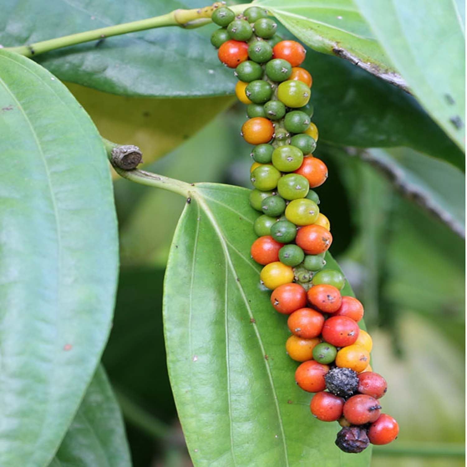 Black Pepper Nigrum Gol Mirch Kali Mirch Spice Plants & Tree(1-3 Feet Size) - Tapobon