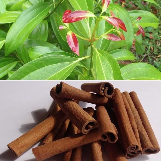 Dal Chini Karuvapatta Cinnamon Spice Plants & Tree(1.5-3 Feet Size) - Tapobon