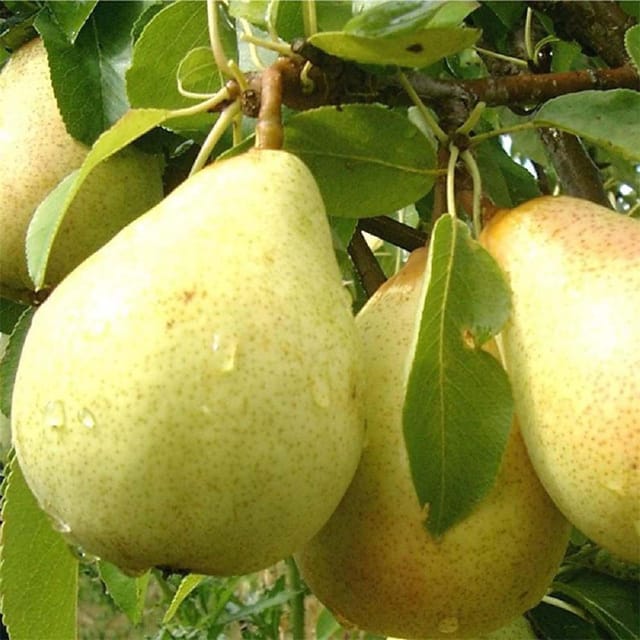 Babugosha Pear Pyrus Communis Nashpati Variety Fruit (Air Layering/Grafted) Plants & Tree(1.5-3 Feet Size) - Tapobon