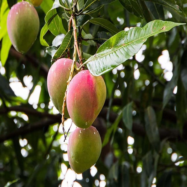 Mango Sindhu Seedless Variety Grafted Aam Fruit Plants & Tree(1.5-3 Feet Size) - Tapobon Mango Sindhu Seedless Variety Grafted Aam Fruit Plants & Tree(1.5-3 Feet Size) - Tapobon