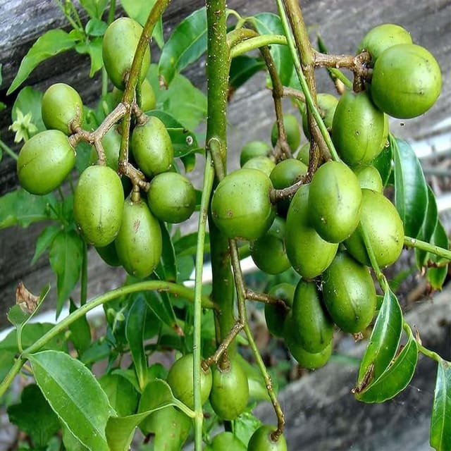 Hog Plum Bilati Amra Ambarella Spondias Mombin All Time Fruit Grafted Plants & Tree(1.5-3 Feet Size) - Tapobon