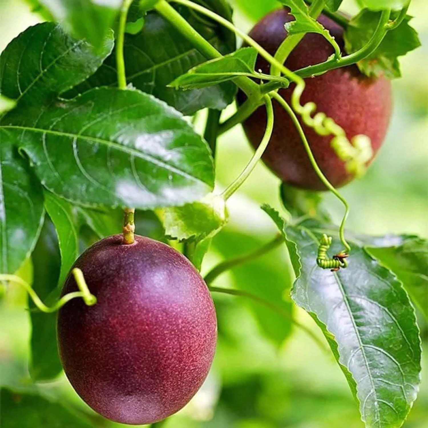 Passion Fruit variety Climbing Plants & Tree - Tapobon