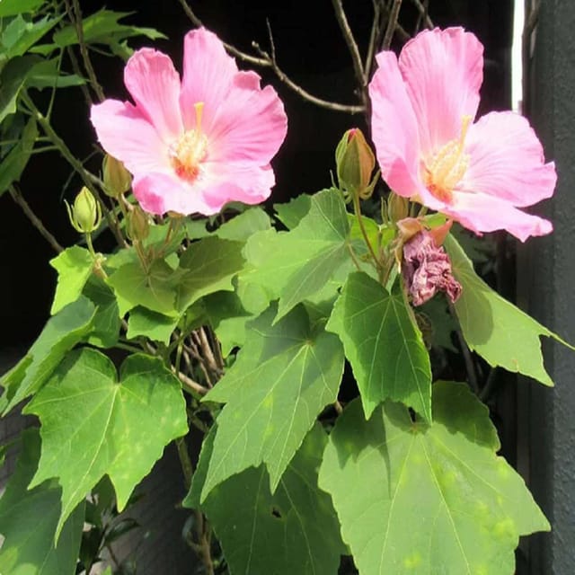 Single Petal All Time Cotton Rose land lotus Sthal Poddo Hibiscus Mutabilis Changeable Colour Flower Plants & Tree(1-2 Feet Size) - Tapobon Single Petal All Time Cotton Rose land lotus Sthal Poddo Hibiscus Mutabilis Changeable Colour Flower Plants & Tree(1-2 Feet Size) - Tapobon