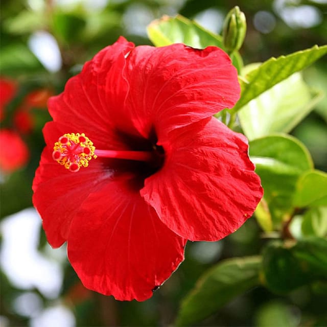 Red Colour Hybrid Hibiscus Joba Gudhal Flower Plants & Tree(1-2 Feet Size) - Tapobon