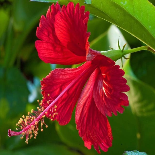 Red Colour Desi Puja Hibiscus Joba Gudhal Flower Plants & Tree(1-2 Feet Size) - Tapobon