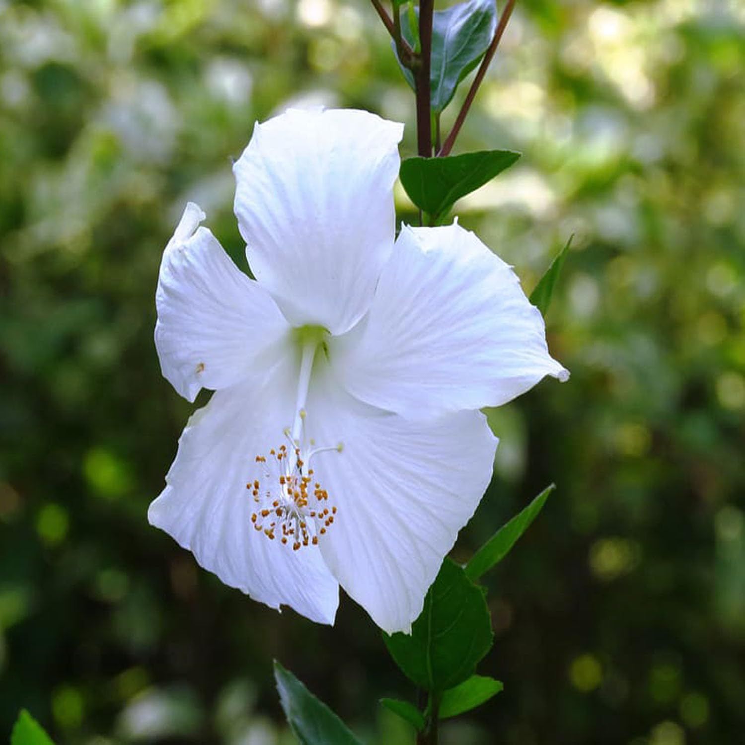 White Colour Hibiscus Joba Gudhal Flower Plants & Tree(1-2 Feet Size) - Tapobon