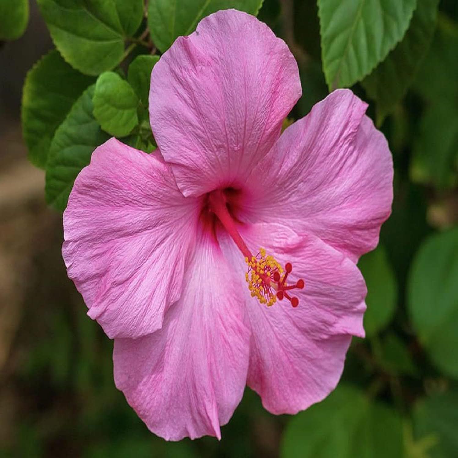 Pink Colour Hibiscus Joba Gudhal Flower Plants & Tree(1-2 Feet Size) - Tapobon