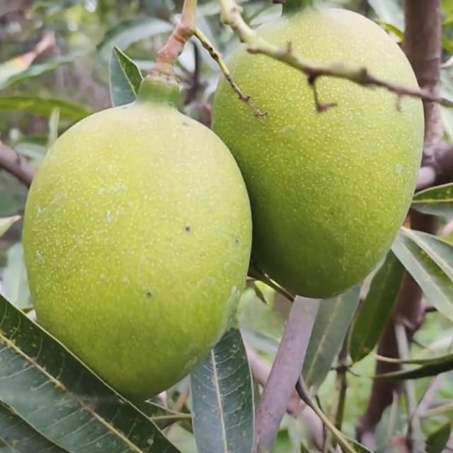 Mango Suvarnarekha Variety Grafted Aam Fruit Plants & Tree(1.5-3 Feet Size) - Tapobon