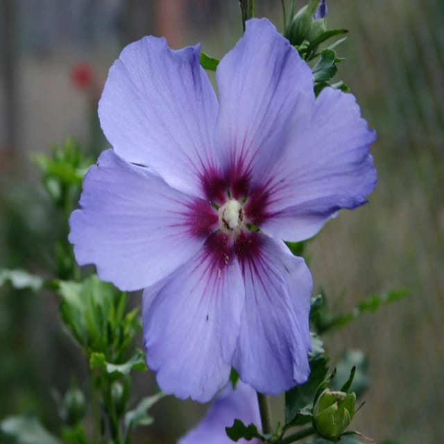 Purple Colour Hibiscus Joba Gudhal Flower Plants & Tree(1-2 Feet Size) - Tapobon