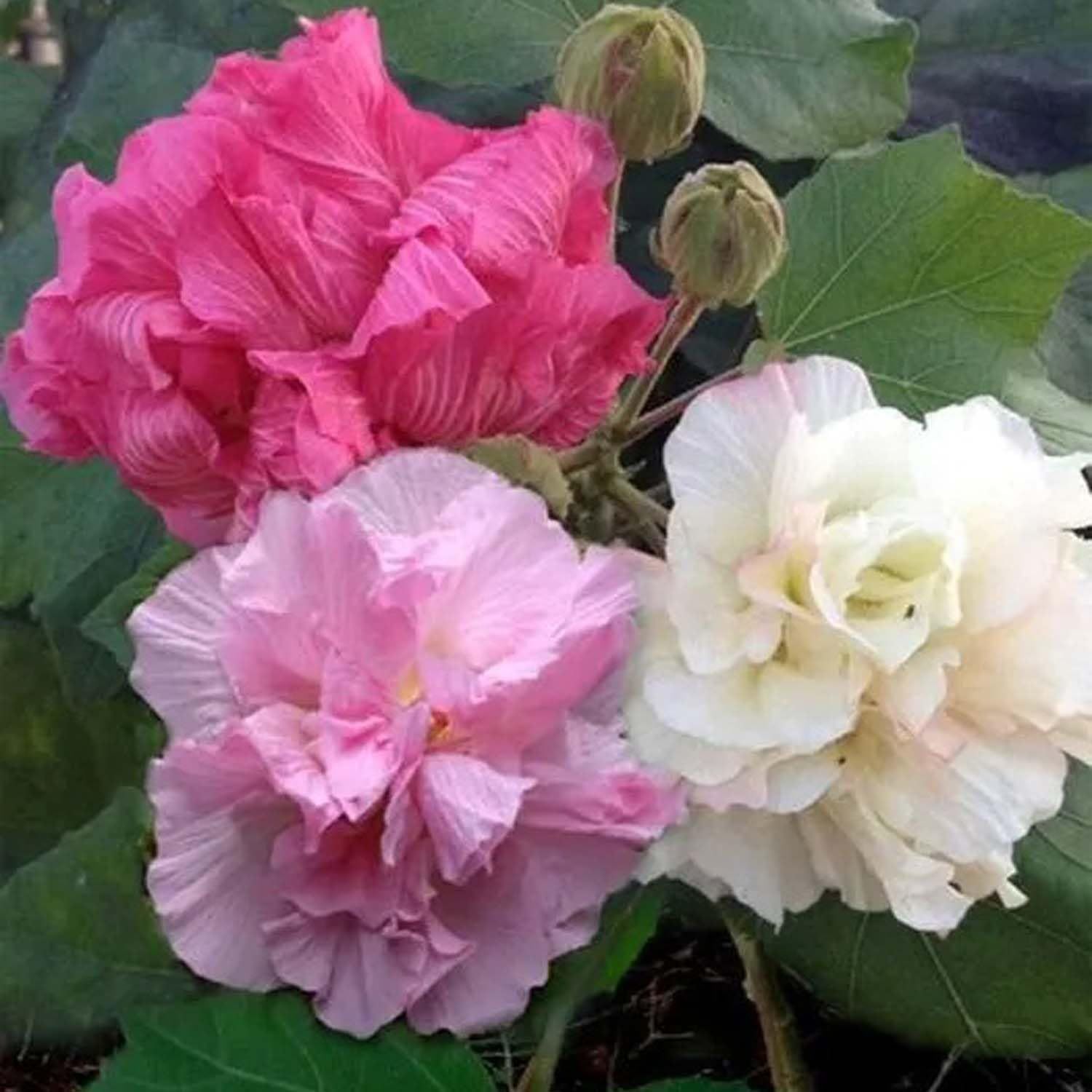 Double Petal Cotton Rose land lotus Sthal Poddo Hibiscus Mutabilis Changeable Colour Flower Plants & Tree(1-2 Feet Size) - Tapobon