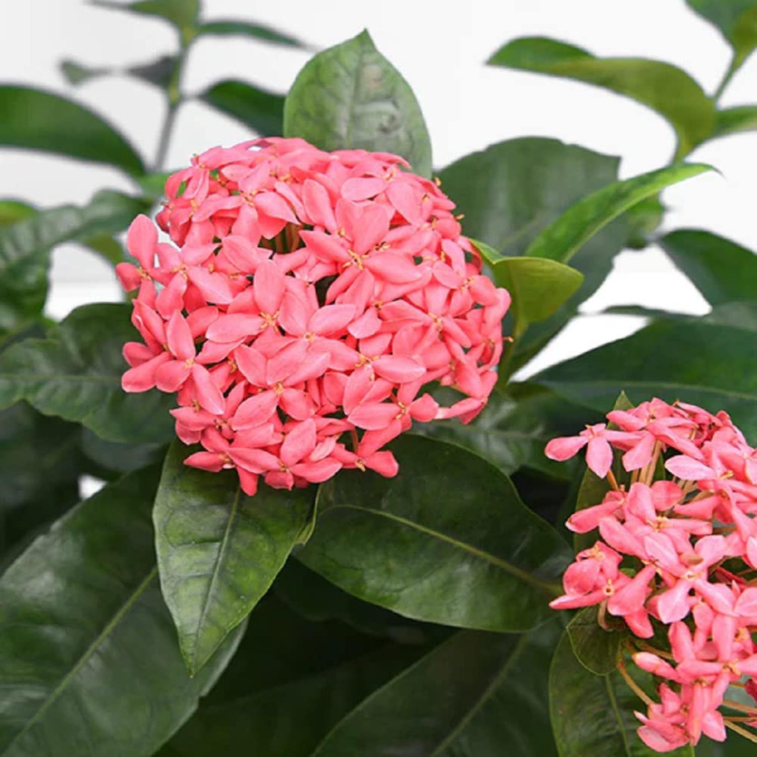 Pink Colour Ixora Rukmini Rangan Flower Plants & Tree(1-2 Feet Size) - Tapobon