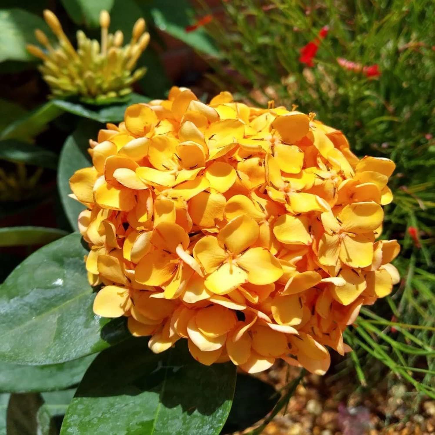 Yellow Colour Ixora Rukmini Rangan Flower Plants & Tree(1-2 Feet Size) - Tapobon