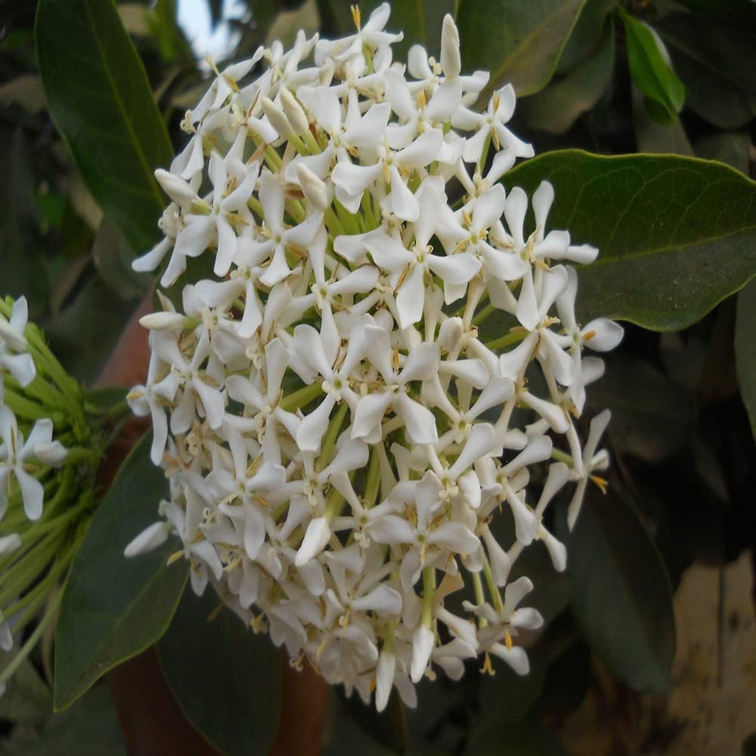 White Colour Ixora Rukmini Rangan Flower Plants & Tree(1-2 Feet Size) - Tapobon