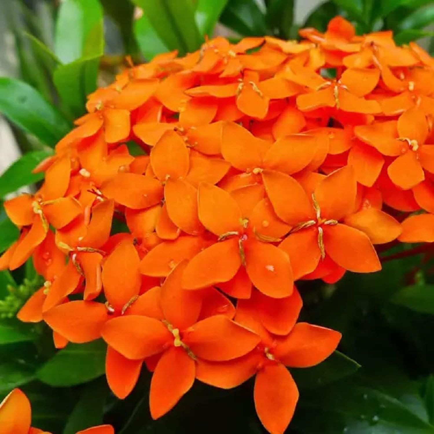 Orange Colour Ixora Rukmini Rangan Flower Plants & Tree(1-2 Feet Size) - Tapobon