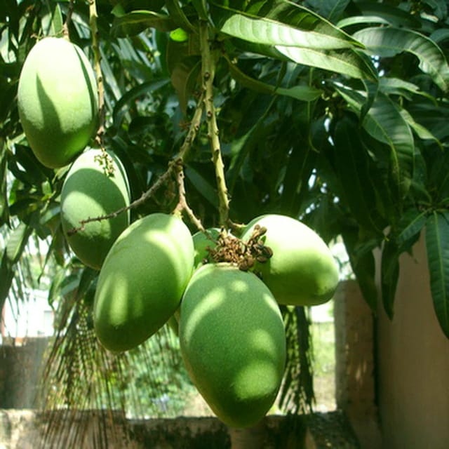 Mango Kothapalli kobbari Variety Grafted Aam Fruit Plants & Tree(1.5-3 Feet Size) - Tapobon