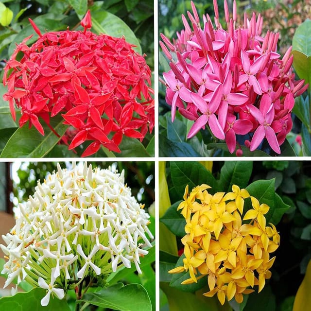 Combo Red, Yellow, White & Pink Colour Ixora Rukmini Rangan Flower Plants & Tree(1-2 Feet Size) (Pack of 4 Colour) - Tapobon
