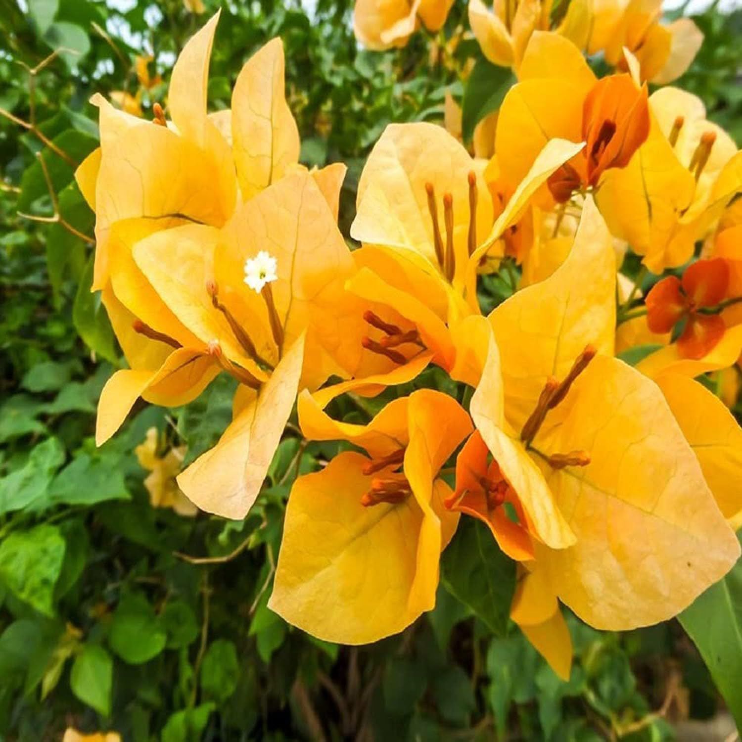 Yellow Colour Bougainvillea Kagoj Ful Shrubs Flower Plants & Tree(1-2 Feet Size) - Tapobon