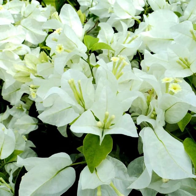 White Colour Bougainvillea Kagoj Ful Shrubs Flower Plants & Tree(1-2 Feet Size) - Tapobon
