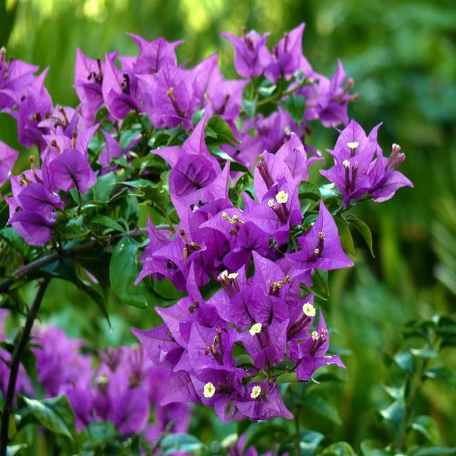 Purple Colour Bougainvillea Kagoj Ful Shrubs Flower Plants & Tree(1-2 Feet Size) - Tapobon