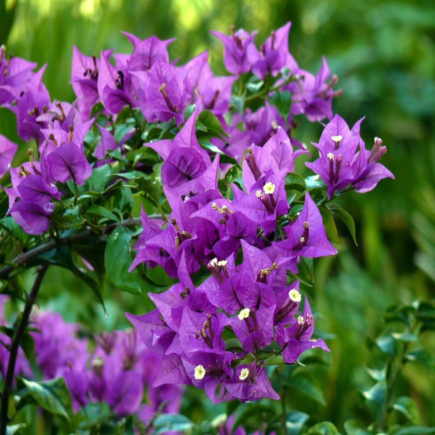 Purple Colour Bougainvillea Kagoj Ful Shrubs Flower Plants & Tree(1-2 Feet Size) - Tapobon