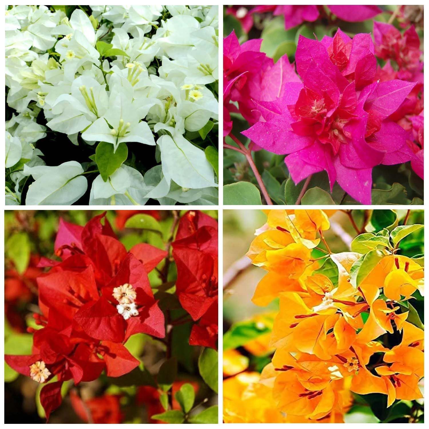 Combo Red, Yellow, White & Pink Colour Bougainvillea Kagoj Ful Shrubs Flower Plants & Tree(1-2 Feet Size) (Pack of 4 Colour) - Tapobon