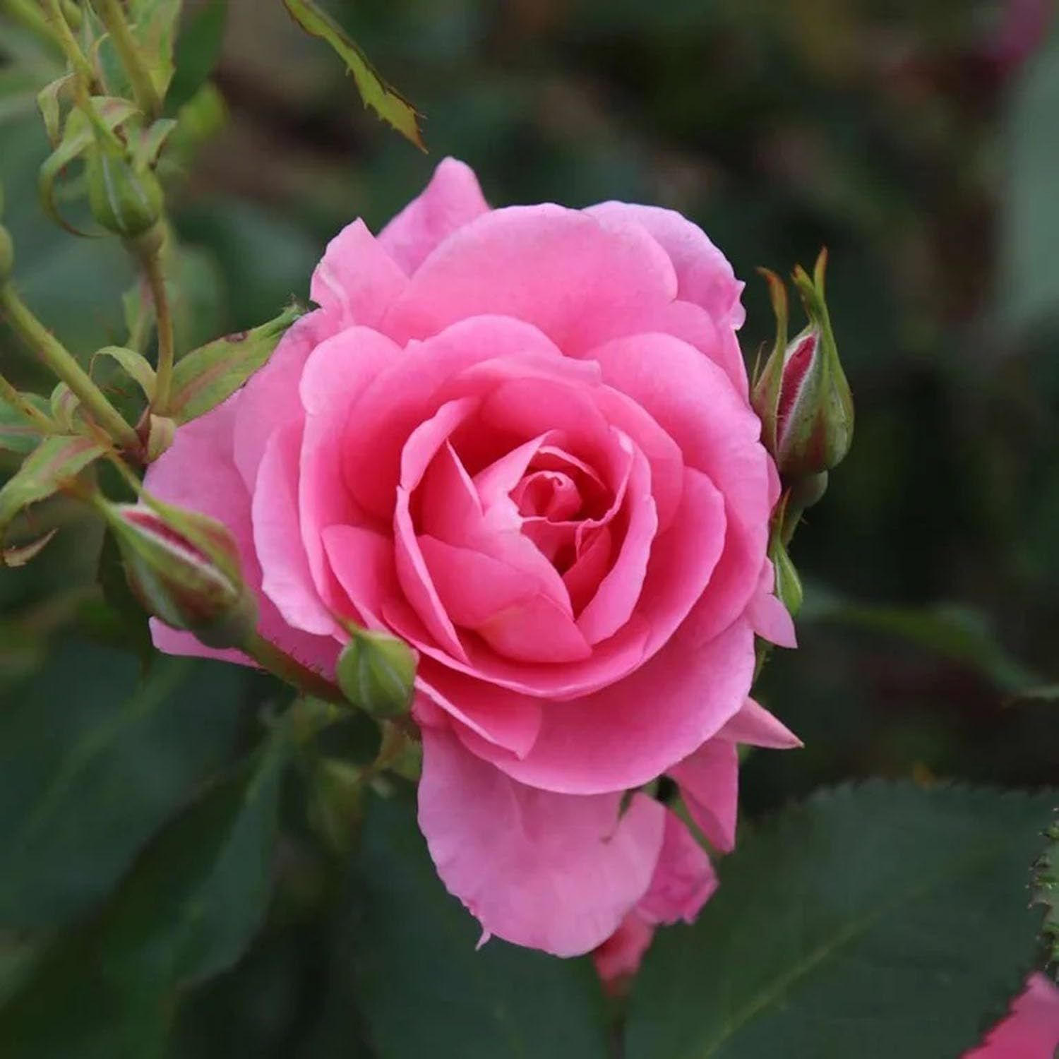 Pink Colour Button Miniature Rose Fragrant Flower Plants & Tree(1-2 Feet Size) - Tapobon