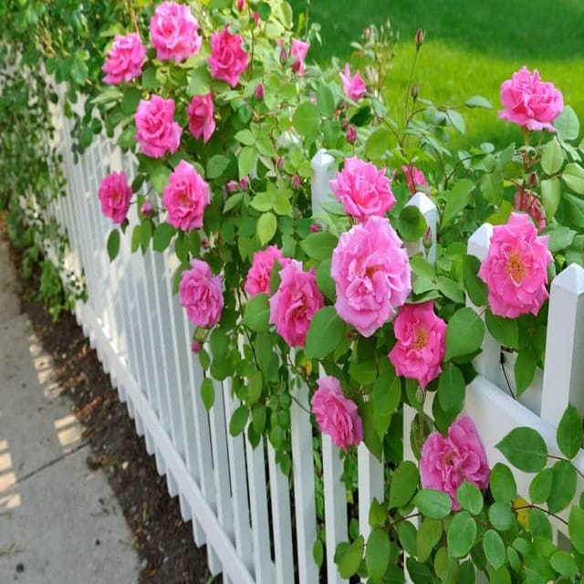 Pink Colour Climbing Rose Fragrant Flower Plants & Tree(1-2 Feet Size) - Tapobon