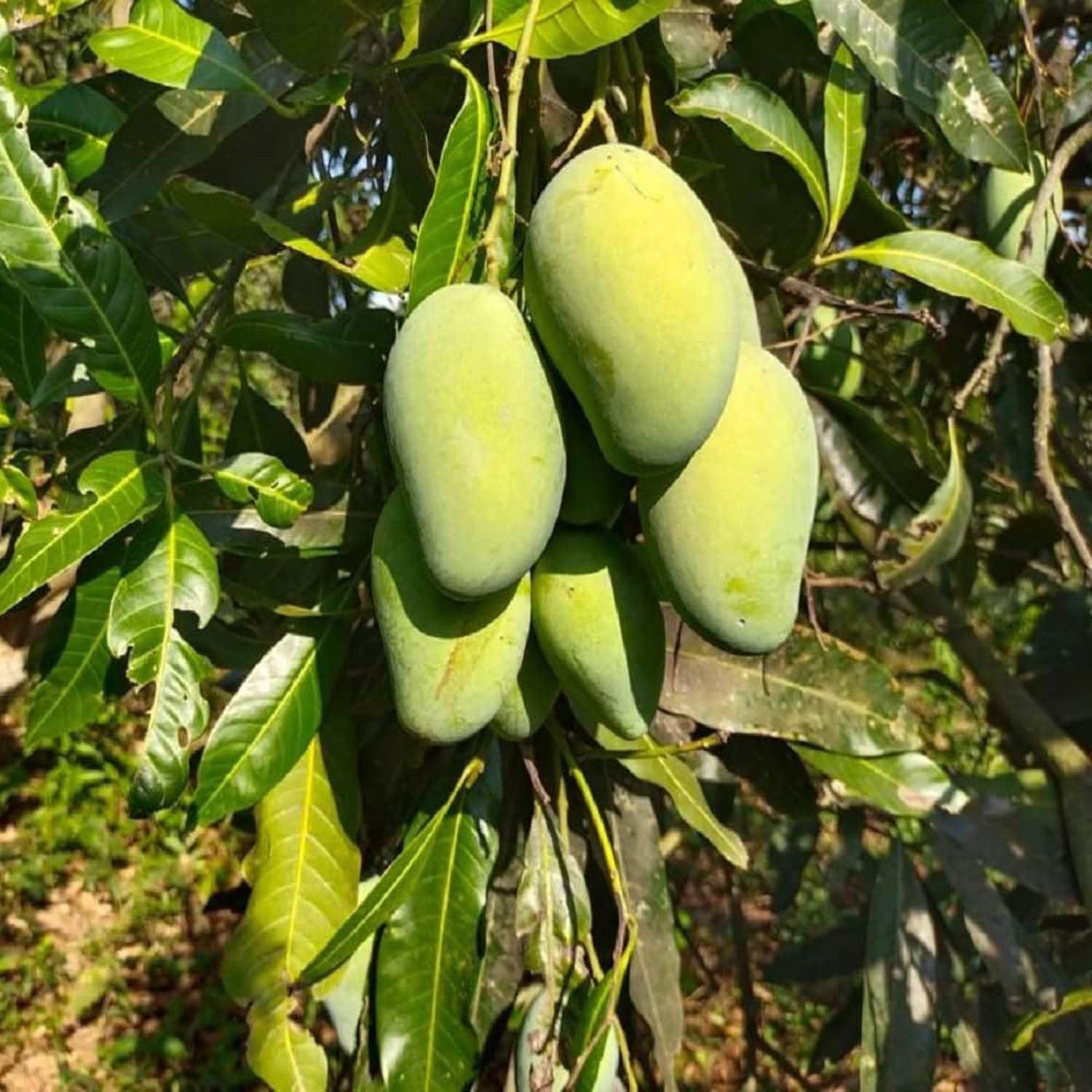 Mango Amrapali Variety Grafted Aam Fruit Plants & Tree(1.5-3 Feet Size) - Tapobon