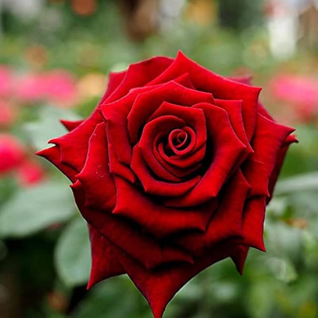 Red King Of Rose Fragrant Flower Plants & Tree(1-2 Feet Size) - Tapobon
